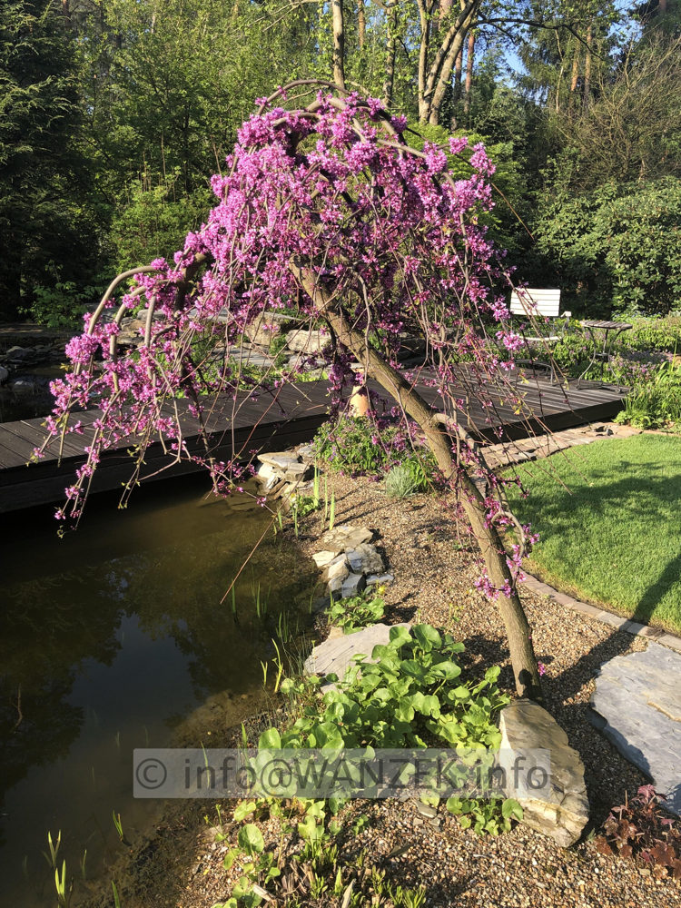 Cercis canadensis Lavender Twist 01.jpeg
